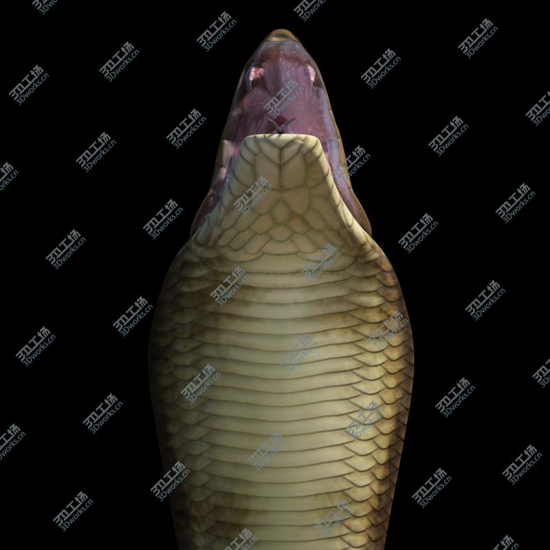 images/goods_img/202104092/King Cobra/4.jpg